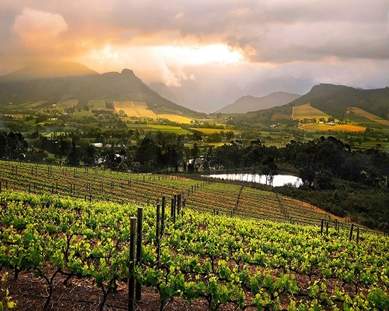 winelands